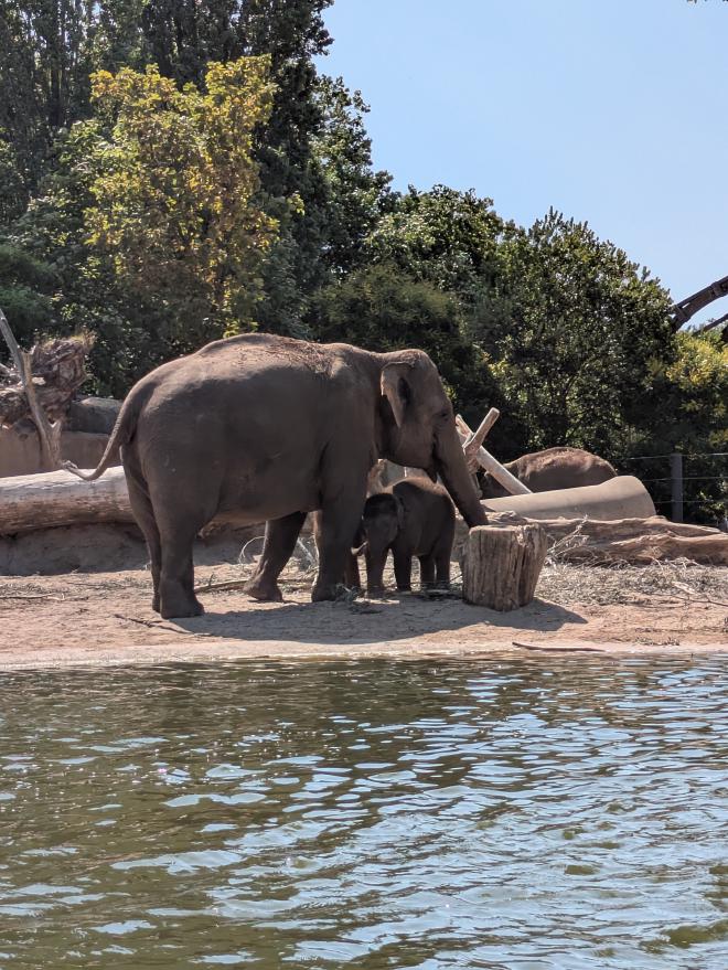 Artis Zoo